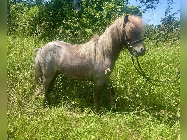 Meer ponys/kleine paarden Merrie 10 Jaar 95 cm Gevlekt-paard in Pelmberg