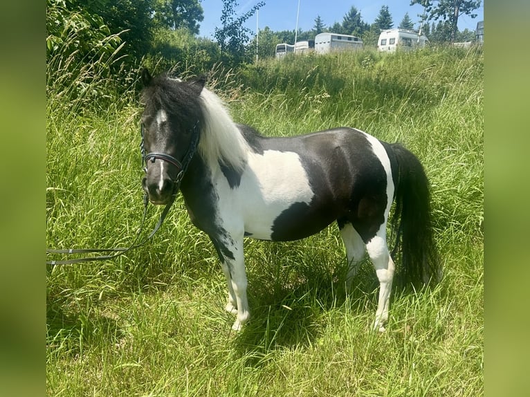 Meer ponys/kleine paarden Merrie 10 Jaar 95 cm Gevlekt-paard in Pelmberg