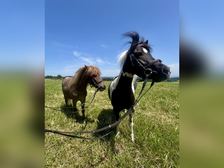 Meer ponys/kleine paarden Merrie 10 Jaar 95 cm Gevlekt-paard in Pelmberg