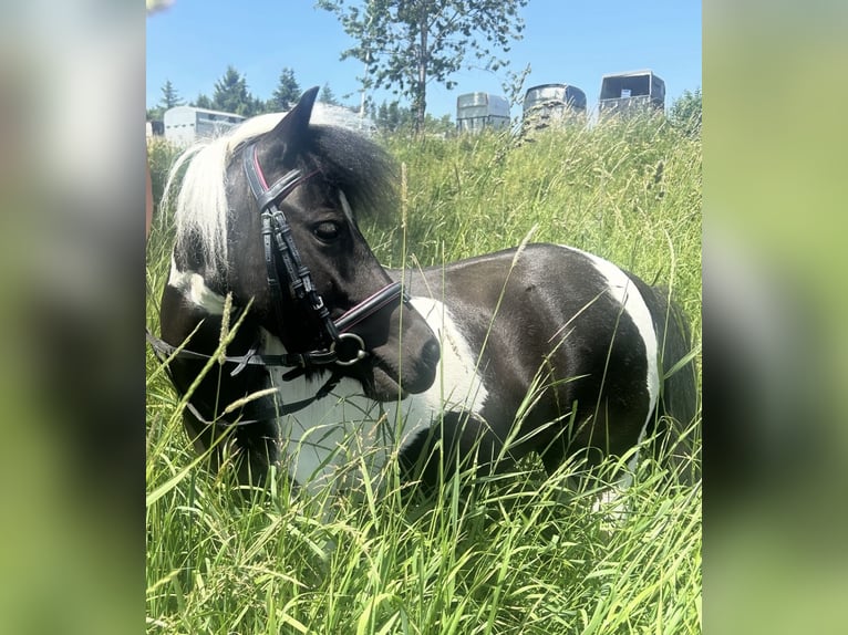 Meer ponys/kleine paarden Merrie 10 Jaar 95 cm Gevlekt-paard in Pelmberg