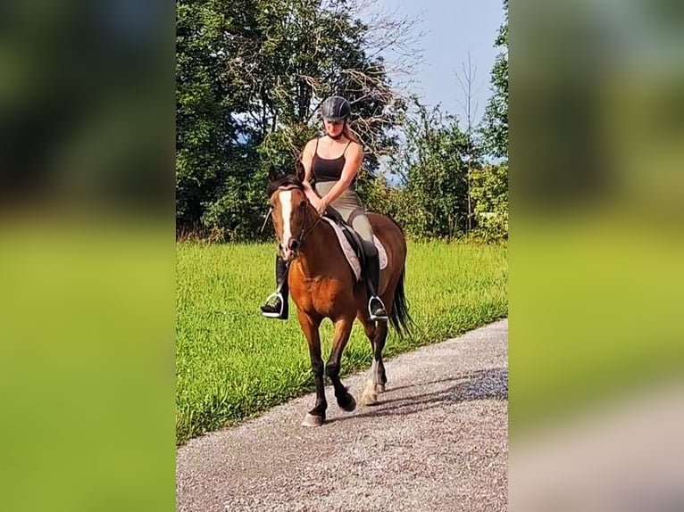 Meer ponys/kleine paarden Merrie 10 Jaar Bruin in Kirchbichl