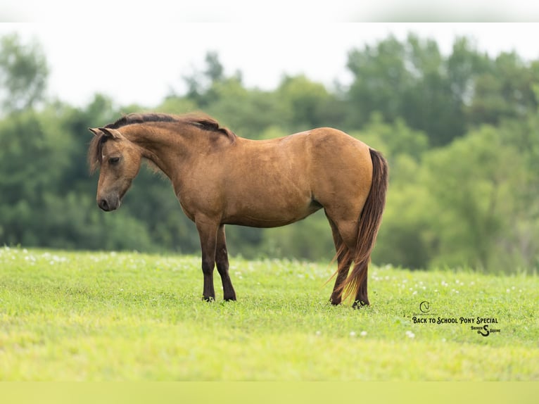 Meer ponys/kleine paarden Merrie 11 Jaar 102 cm Buckskin in Clover