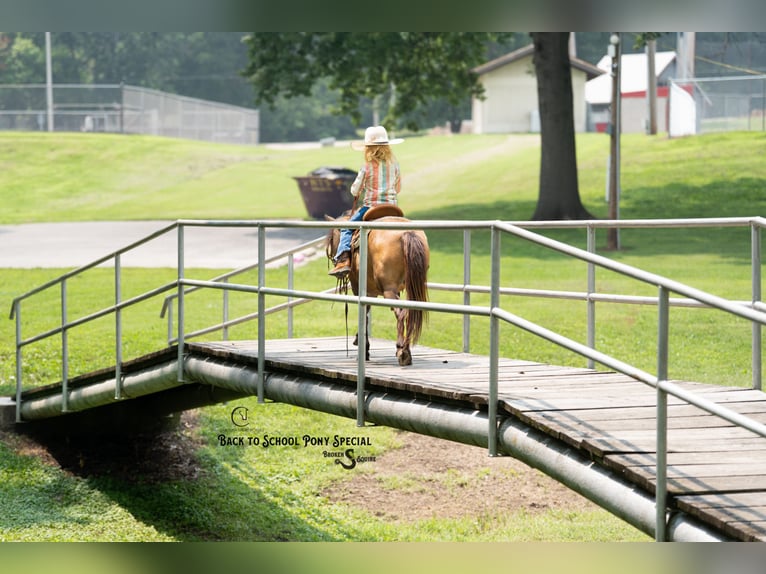 Meer ponys/kleine paarden Merrie 11 Jaar 102 cm Buckskin in Clover