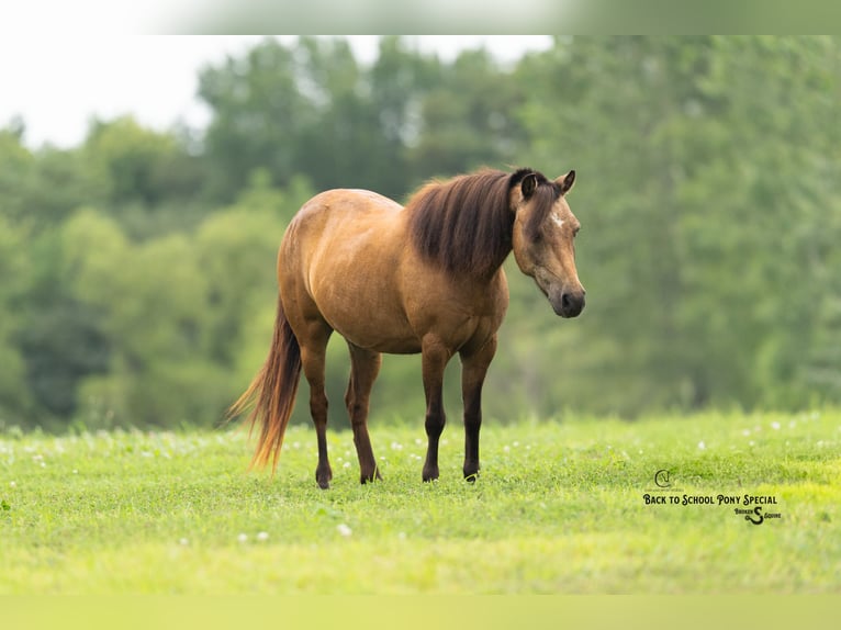 Meer ponys/kleine paarden Merrie 11 Jaar 102 cm Buckskin in Clover