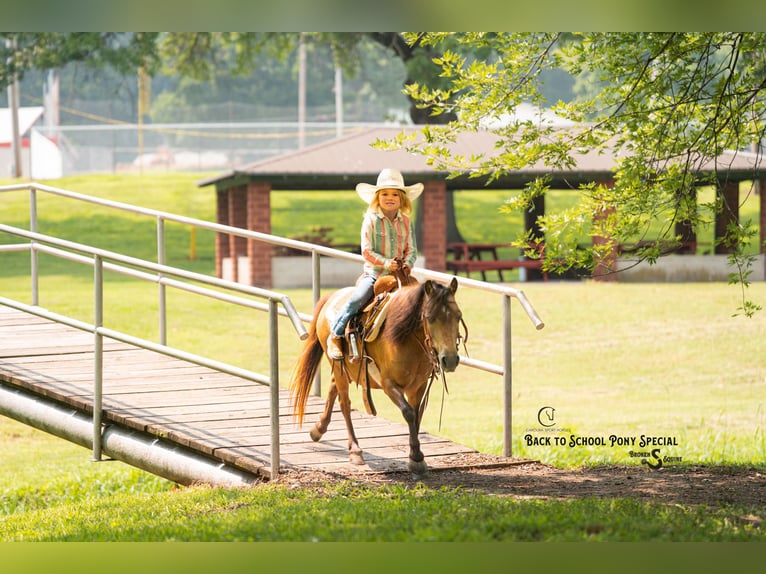 Meer ponys/kleine paarden Merrie 11 Jaar 102 cm Buckskin in Clover