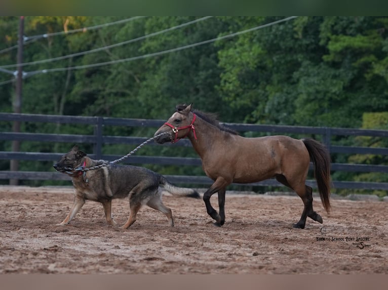 Meer ponys/kleine paarden Merrie 11 Jaar 102 cm Buckskin in Clover