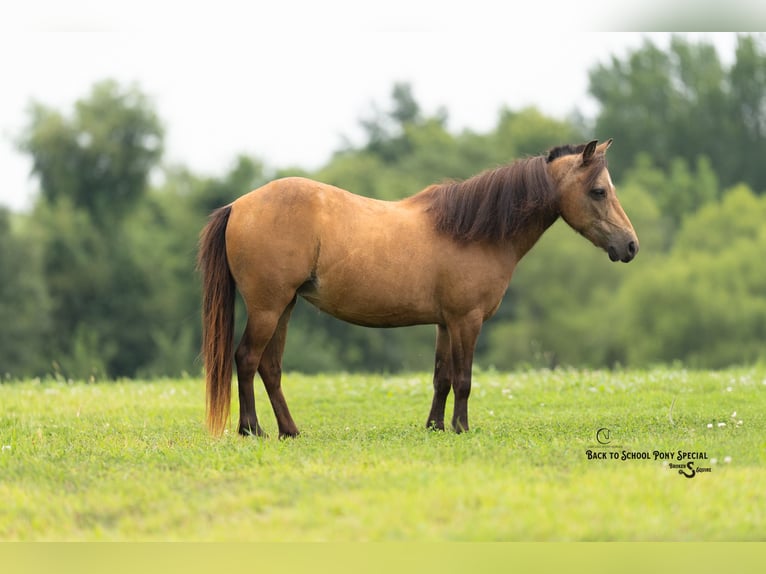 Meer ponys/kleine paarden Merrie 11 Jaar 102 cm Buckskin in Clover