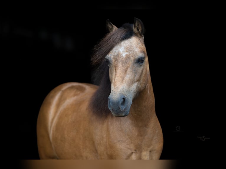 Meer ponys/kleine paarden Merrie 11 Jaar 102 cm Buckskin in Clover