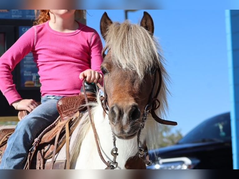 Meer ponys/kleine paarden Merrie 11 Jaar 117 cm Gevlekt-paard in Edgewood