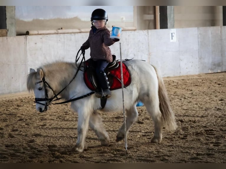 Meer ponys/kleine paarden Merrie 11 Jaar 117 cm Schimmel in Plattenburg