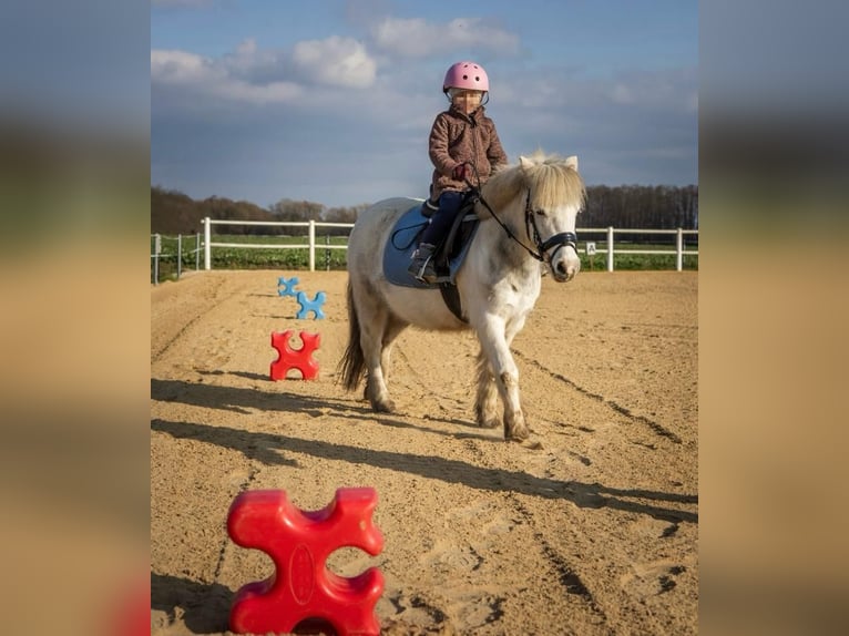 Meer ponys/kleine paarden Merrie 11 Jaar 117 cm Schimmel in Plattenburg