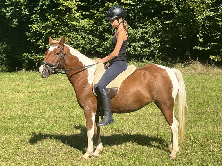 Meer ponys/kleine paarden Merrie 11 Jaar 125 cm Gevlekt-paard in Ursensollen