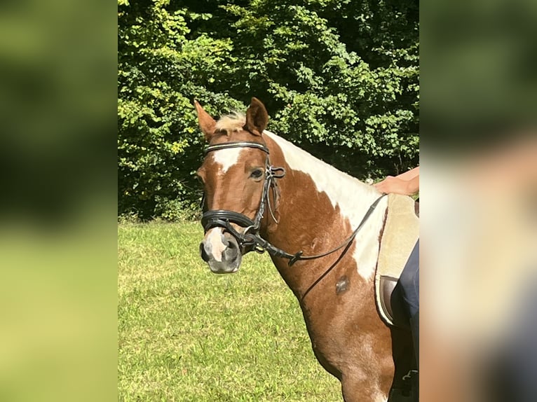 Meer ponys/kleine paarden Merrie 11 Jaar 125 cm Gevlekt-paard in Ursensollen