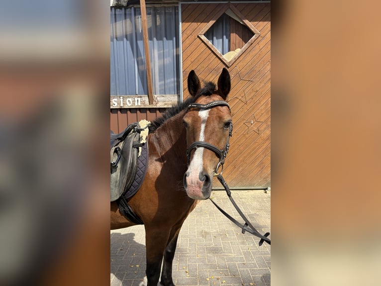 Meer ponys/kleine paarden Merrie 11 Jaar 135 cm Bruin in Attendorn