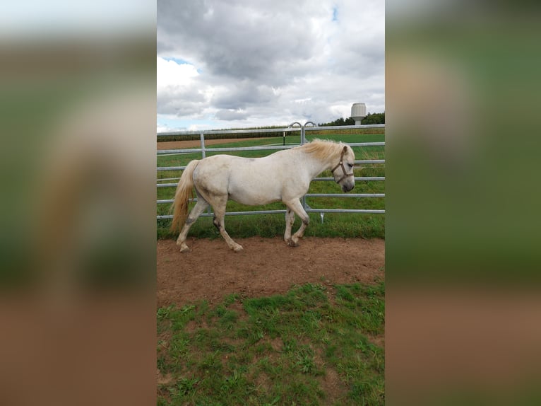 Meer ponys/kleine paarden Mix Merrie 11 Jaar 137 cm Schimmel in Mudau