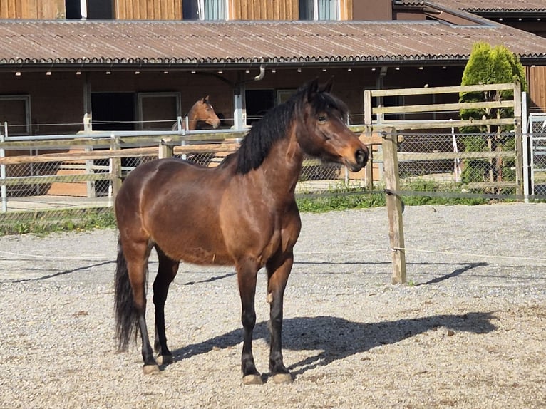 Meer ponys/kleine paarden Merrie 11 Jaar 138 cm Bruin in Urswil