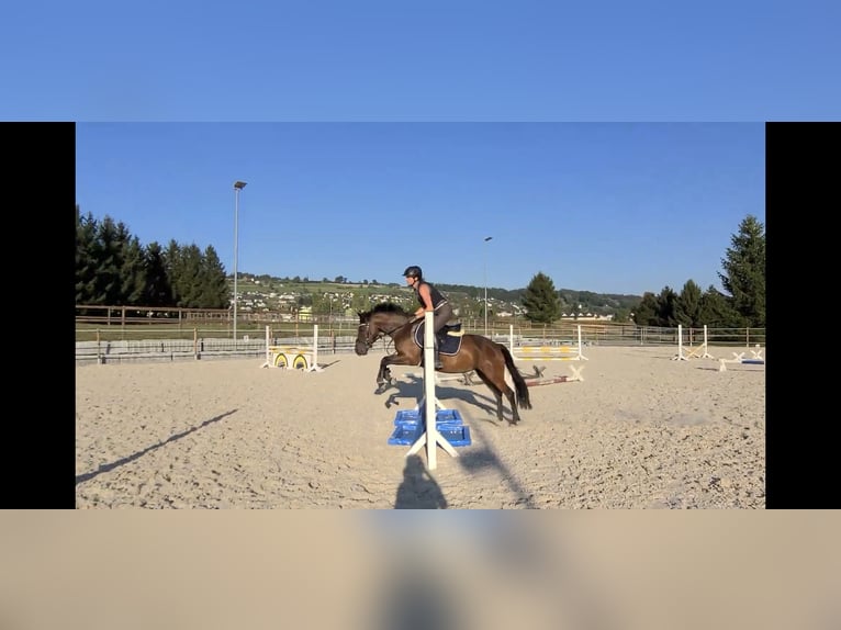 Meer ponys/kleine paarden Merrie 11 Jaar 138 cm Bruin in Urswil