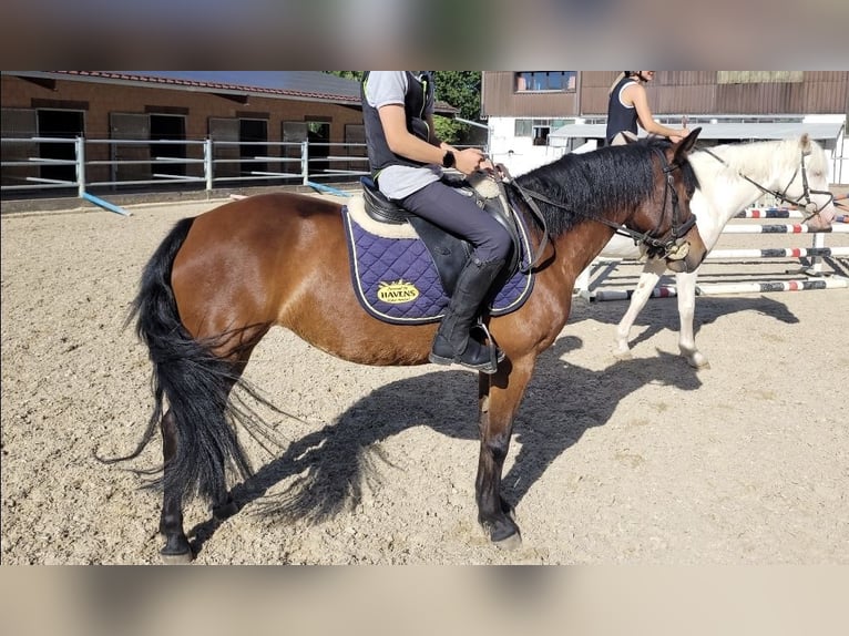 Meer ponys/kleine paarden Merrie 11 Jaar 138 cm Bruin in Urswil