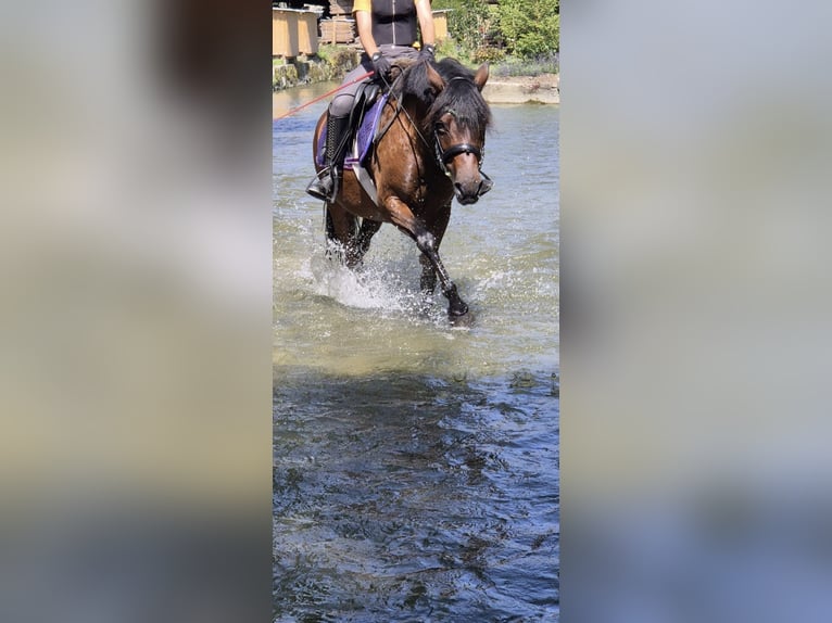 Meer ponys/kleine paarden Merrie 11 Jaar 138 cm Bruin in Urswil