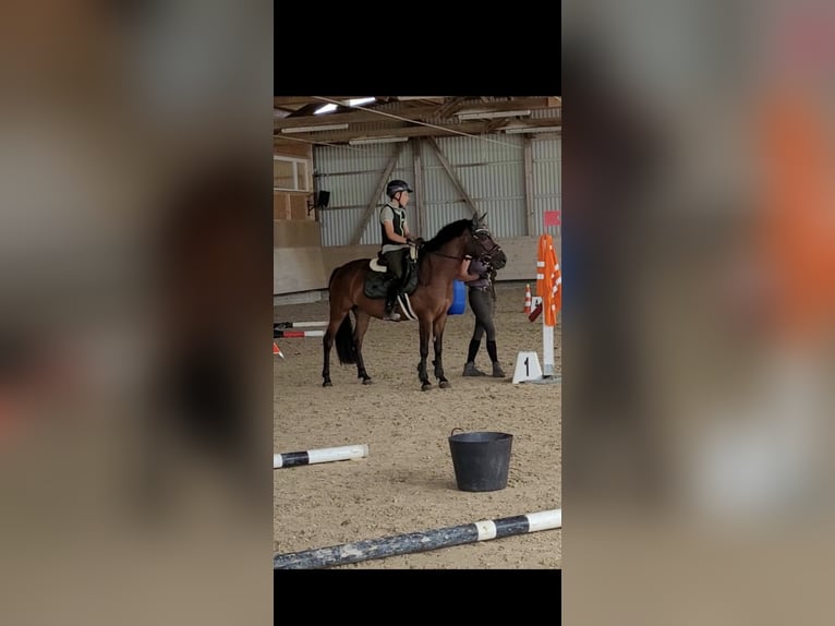 Meer ponys/kleine paarden Merrie 11 Jaar 138 cm Bruin in Urswil