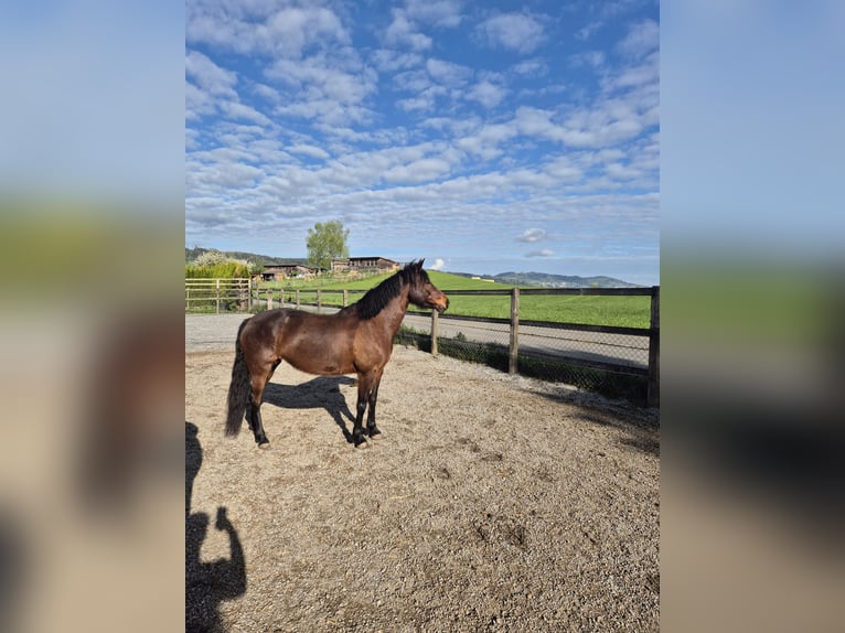 Meer ponys/kleine paarden Merrie 11 Jaar 138 cm Bruin in Urswil