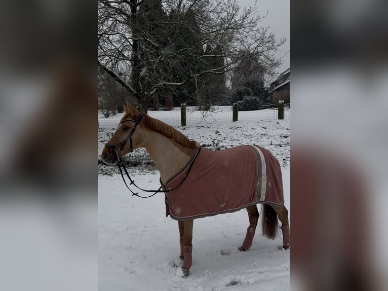 Meer ponys/kleine paarden Merrie 11 Jaar 143 cm Roodvos in Mettmann