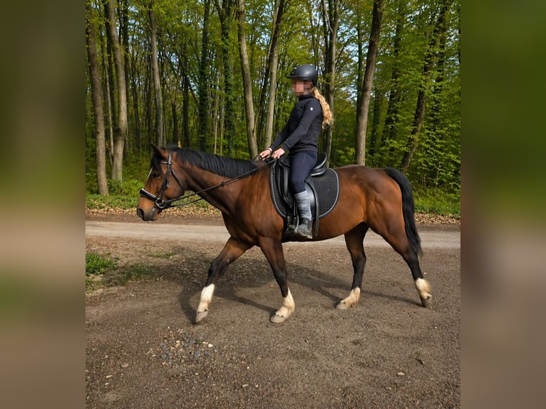 Meer ponys/kleine paarden Merrie 11 Jaar 145 cm Bruin in Hennef