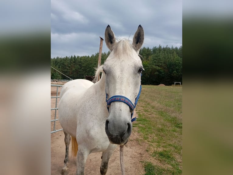 Meer ponys/kleine paarden Merrie 11 Jaar 145 cm Schimmel in Pyrbaum