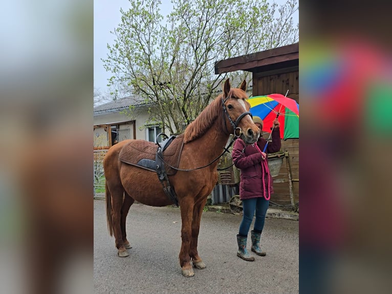 Meer ponys/kleine paarden Mix Merrie 11 Jaar 145 cm Vos in Wilhelmsburg