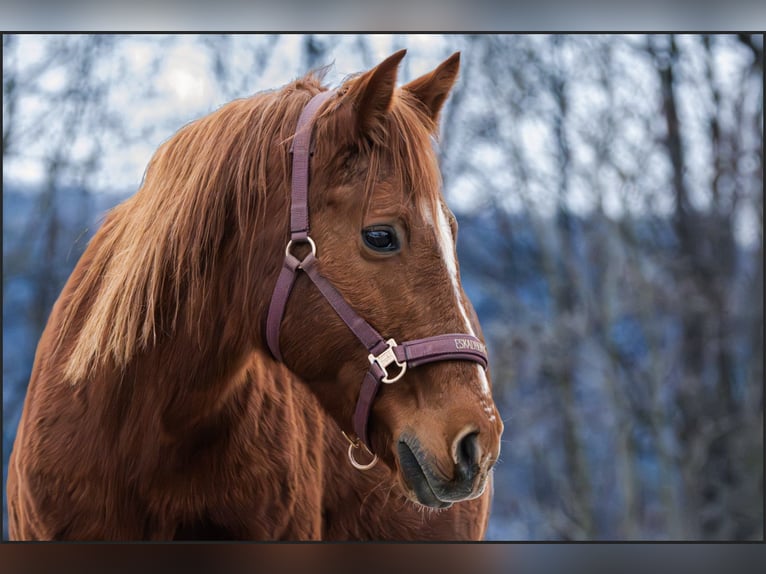 Meer ponys/kleine paarden Mix Merrie 11 Jaar 145 cm Vos in Wilhelmsburg