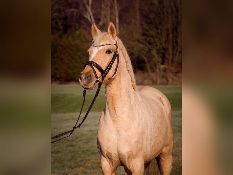 Meer ponys/kleine paarden Merrie 11 Jaar 146 cm Palomino in Kassel