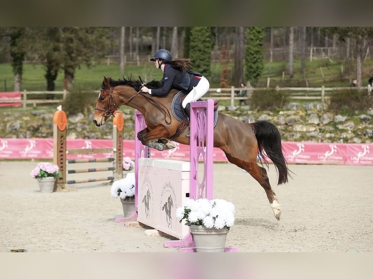 Meer ponys/kleine paarden Merrie 11 Jaar 148 cm Bruin in St Hippolyte