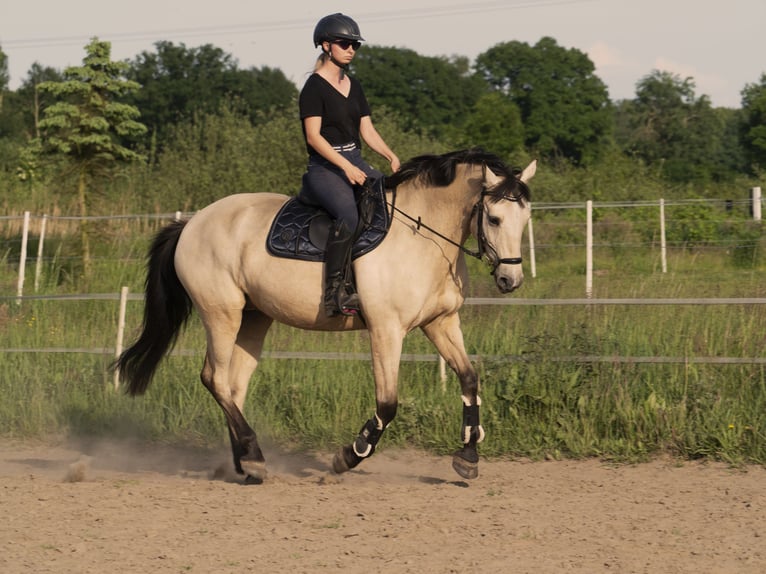 Meer ponys/kleine paarden Mix Merrie 11 Jaar 150 cm Falbe in Kamień pomorski