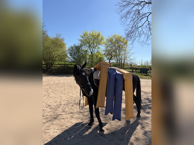 Meer ponys/kleine paarden Merrie 11 Jaar 156 cm Zwart in Bruck in der Oberpfalz