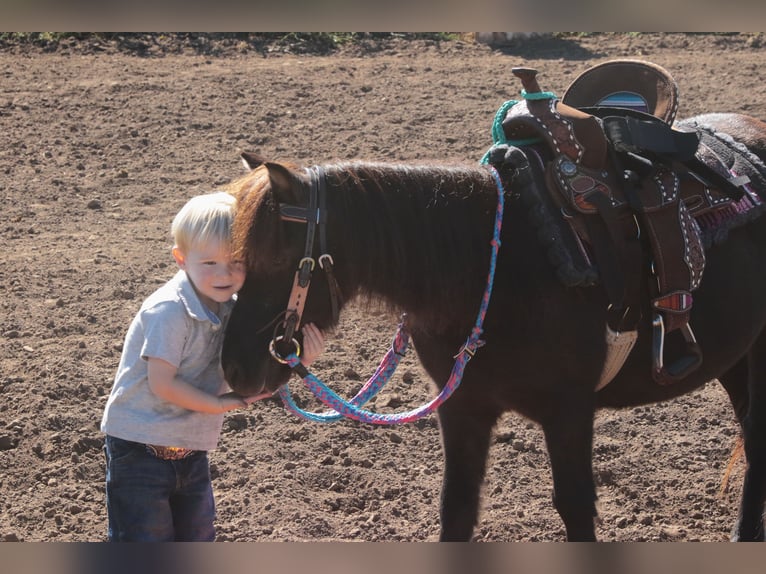 Meer ponys/kleine paarden Merrie 11 Jaar 94 cm Zwart in Mount Vernon