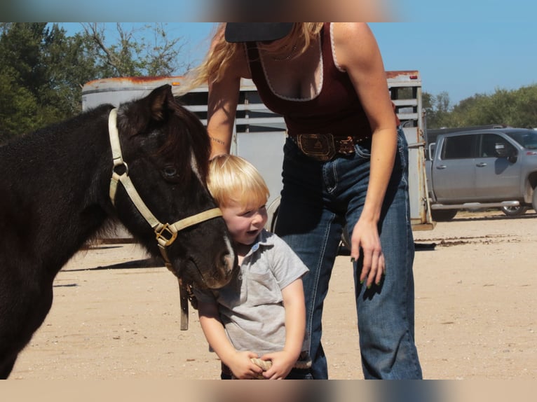 Meer ponys/kleine paarden Merrie 11 Jaar 94 cm Zwart in Mount Vernon