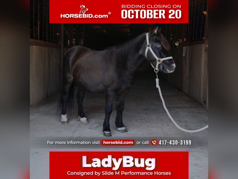 Meer ponys/kleine paarden Merrie 11 Jaar 94 cm Zwart in Mount Vernon