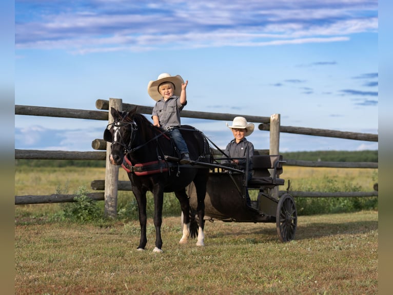 Meer ponys/kleine paarden Merrie 12 Jaar 122 cm Zwart in Nevis