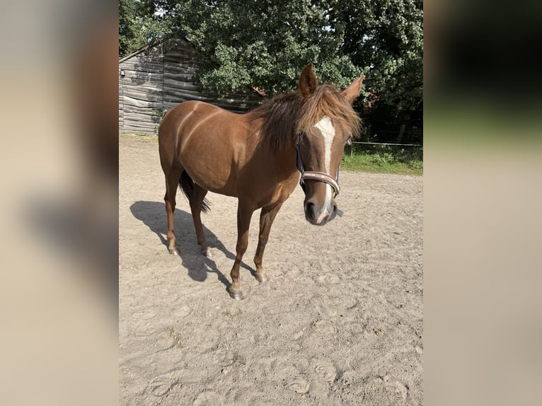 Meer ponys/kleine paarden Merrie 12 Jaar 142 cm Vos in Barver