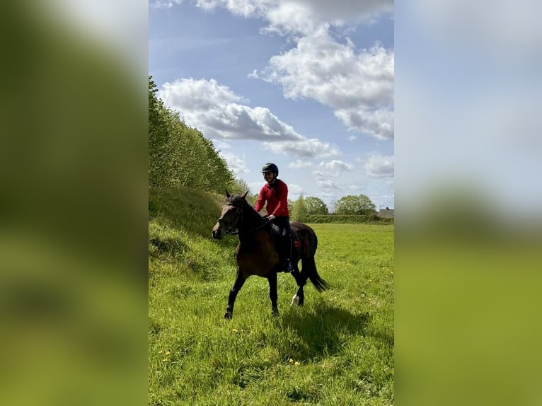 Meer ponys/kleine paarden Merrie 12 Jaar 144 cm Bruin in Ardooie