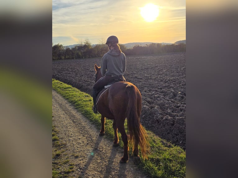 Meer ponys/kleine paarden Mix Merrie 12 Jaar 148 cm Vos in Wilhelmsburg