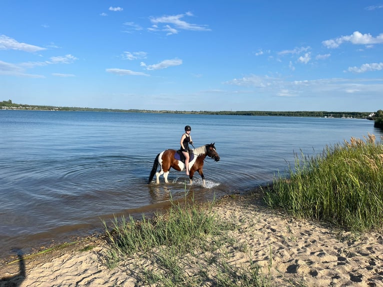 Meer ponys/kleine paarden Mix Merrie 12 Jaar 149 cm Gevlekt-paard in Neukieritzsch