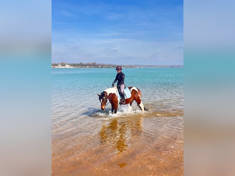 Meer ponys/kleine paarden Mix Merrie 12 Jaar 149 cm Gevlekt-paard in Neukieritzsch