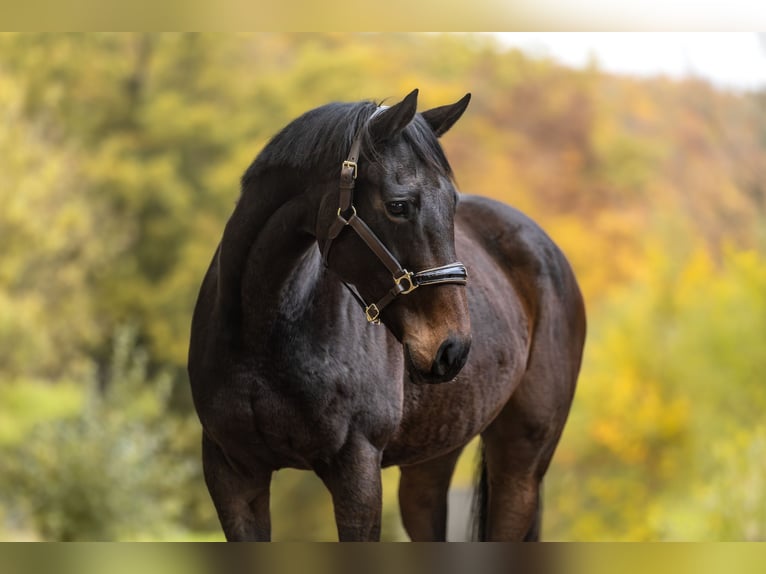 Meer ponys/kleine paarden Merrie 12 Jaar 156 cm Bruin in Windhagen