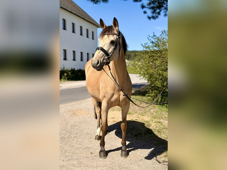 Meer ponys/kleine paarden Merrie 12 Jaar 158 cm Buckskin in Pelmberg