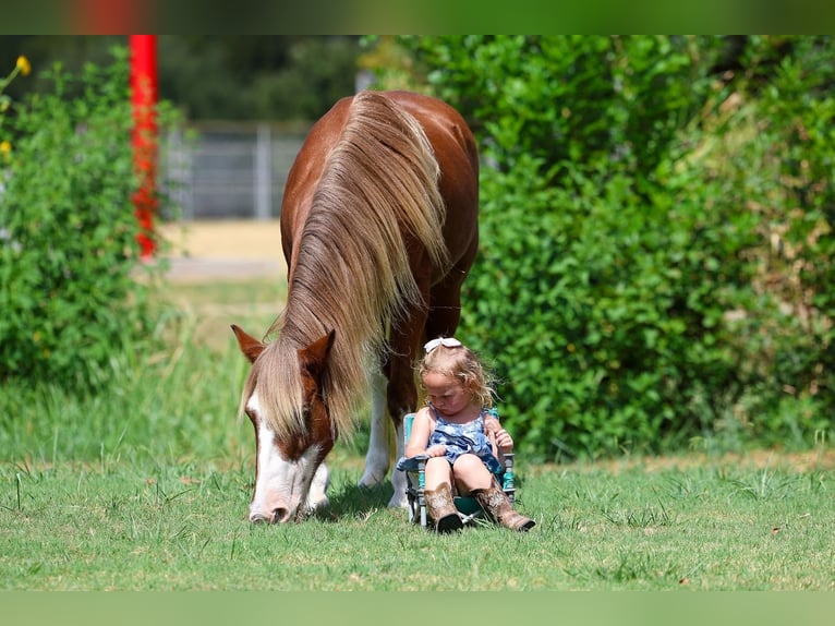 Meer ponys/kleine paarden Merrie 12 Jaar Roodvos in Terrell