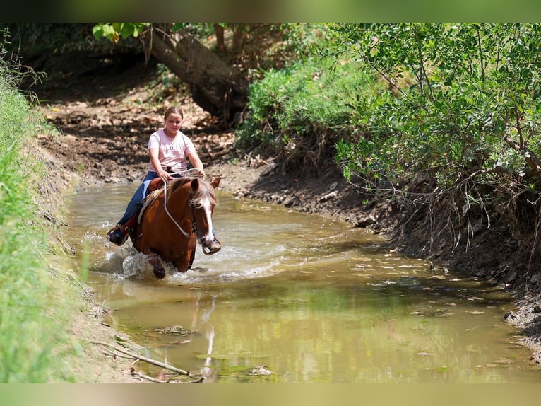 Meer ponys/kleine paarden Merrie 12 Jaar Roodvos in Terrell