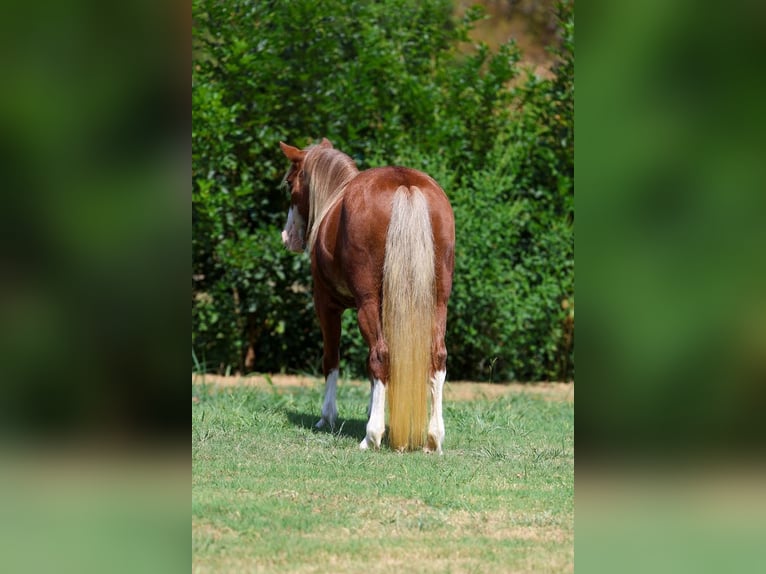 Meer ponys/kleine paarden Merrie 12 Jaar Roodvos in Terrell