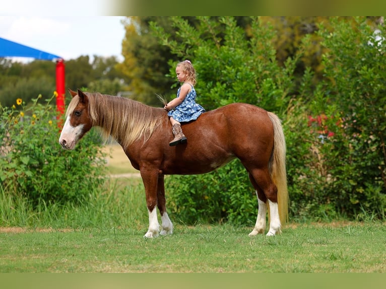 Meer ponys/kleine paarden Merrie 12 Jaar Roodvos in Terrell