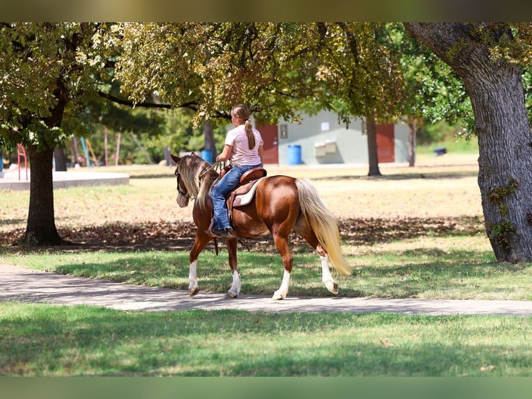 Meer ponys/kleine paarden Merrie 12 Jaar Roodvos in Terrell